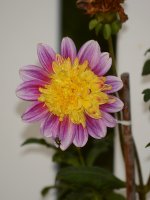 Flower.jpg