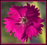 Pink Dianthus.jpg