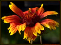 Blanket Flower.jpg