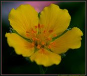 Cinquefoil Potentilla.jpg
