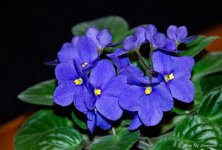 African Violet LOL.jpg