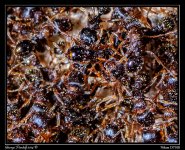 Day167Ants.jpg