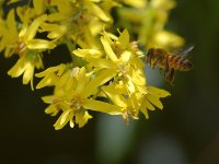 Bee2.jpg