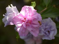 Bee.jpg