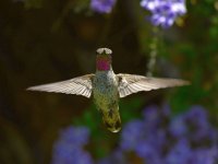 Hummer2.jpg