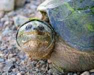 TurtleWalk 001.jpg