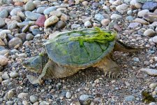 TurtleWalk 002.jpg