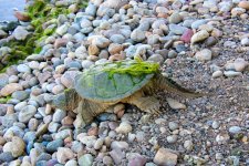 TurtleWalk 003.jpg