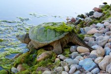 TurtleWalk 004.jpg