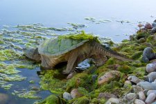 TurtleWalk 005.jpg