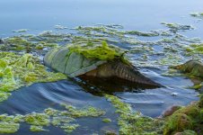 TurtleWalk 006.jpg