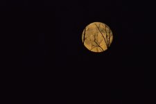 DSC_2242.jpg