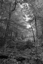 New Hampshire Speaks, #2 - Small.jpg