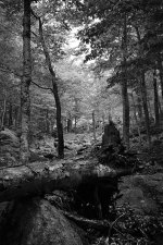 New Hampshire Speaks, #3 - Small.jpg