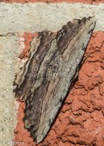 Mothra (1 of 1).jpg