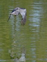 Crow.jpg