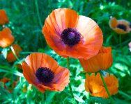 Poppies 001.jpg