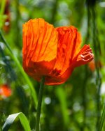 Poppies 002.jpg