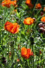 Poppies 003.jpg