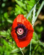 Poppies 004.jpg