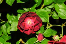 DSC_8265_edited.jpg