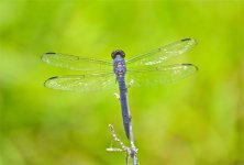 DSC_0170.jpg