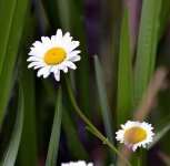 DSC_3447.jpg