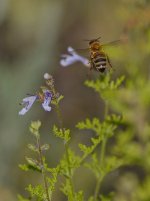 Bee.jpg