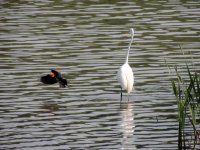 DSCN9484.jpg