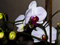 DSC_7487 web.jpg