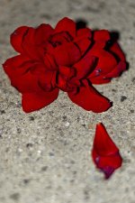 DSC_7545 web.jpg