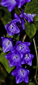 DSC_7552 web.jpg