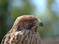 Hawk5.jpg