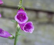 DSC_0016.jpg