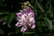 DSC_9690.jpg
