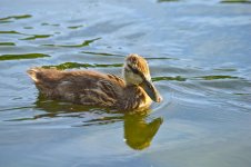 DSC_0163.jpg
