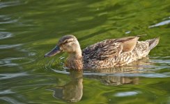 DSC_0194.jpg