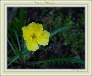 Moon Flower 2014.jpg