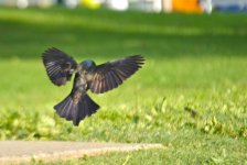 DSC_0214.jpg