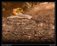 Day169Snail.jpg