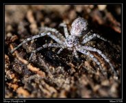 Day169Spider.jpg