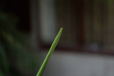 DSC_6774.jpg