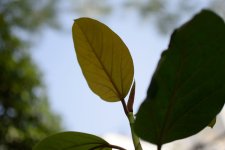 DSC_6277.jpg