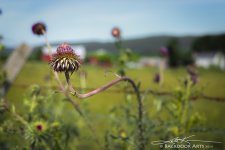 20140618-D81_2682-Edit.jpg