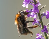 DSC_960.jpg
