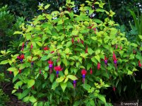 Fuchsia.jpg