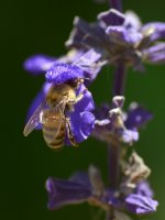 Bee.jpg