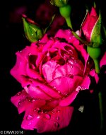 Neon Gems (1 of 1).jpg