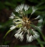 Dispurse (1 of 1).jpg