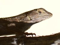 Lizard.jpg